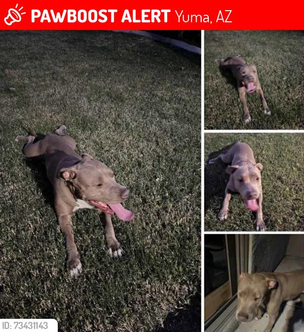 Lost Female Dog last seen Canal by 20th, Yuma, AZ 85364
