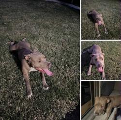 Lost Female Dog last seen Canal by 20th, Yuma, AZ 85364