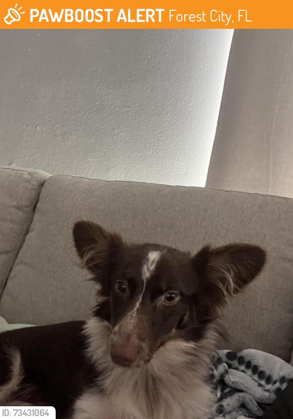 Found/Stray Male Dog last seen Foxwood hunt club area., Forest City, FL 32703