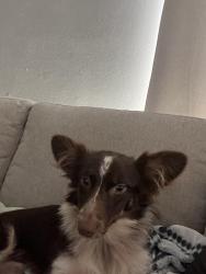 Found/Stray Male Dog last seen Foxwood hunt club area., Forest City, FL 32703
