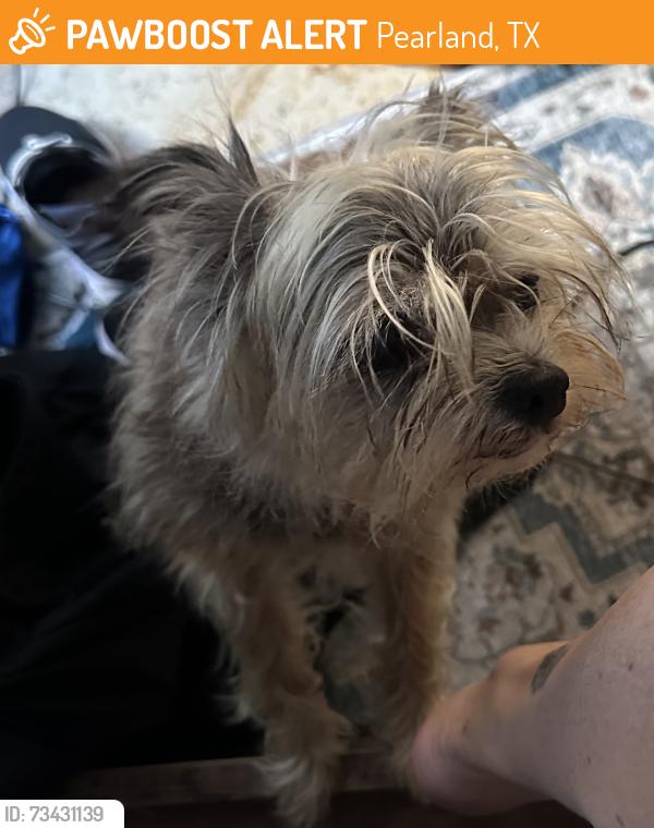 Found/Stray Female Dog last seen Pearland High School, Pearland, TX 77581