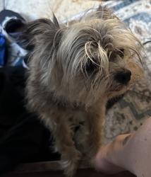 Found/Stray Female Dog last seen Pearland High School, Pearland, TX 77581