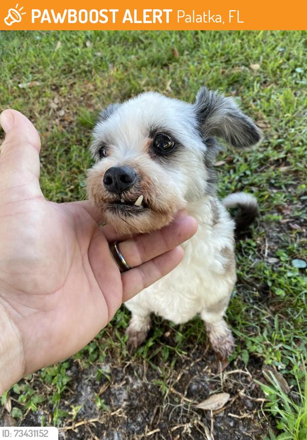 Found/Stray Female Dog last seen S Palm Ave, Palatka, FL 32177