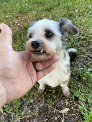 Found/Stray Female Dog last seen S Palm Ave, Palatka, FL 32177