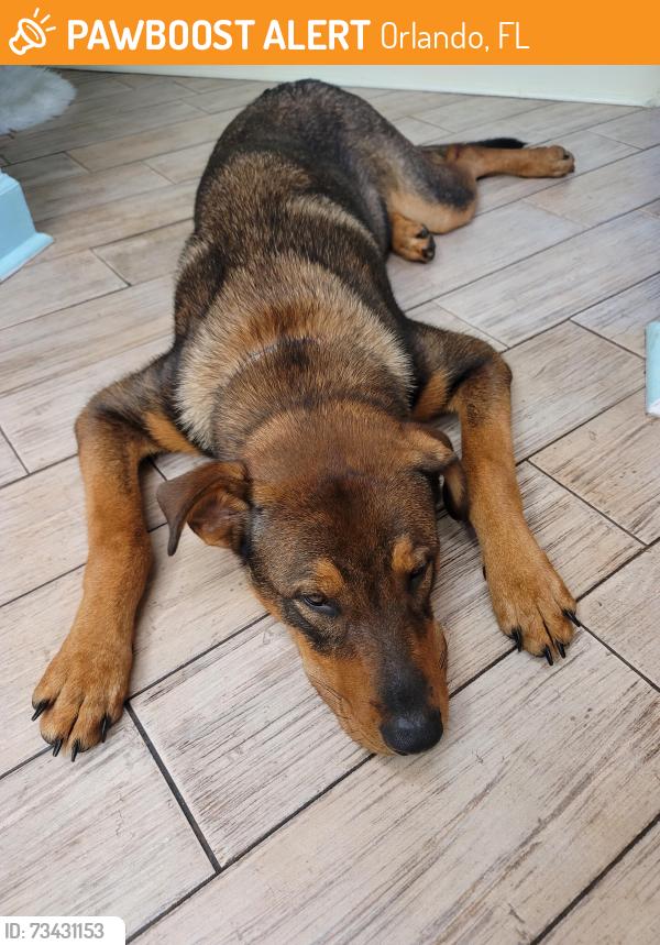 Found/Stray Male Dog last seen Equator Lane and Long Road, Orlando, FL 32808