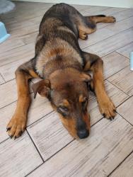 Found/Stray Male Dog last seen Equator Lane and Long Road, Orlando, FL 32808