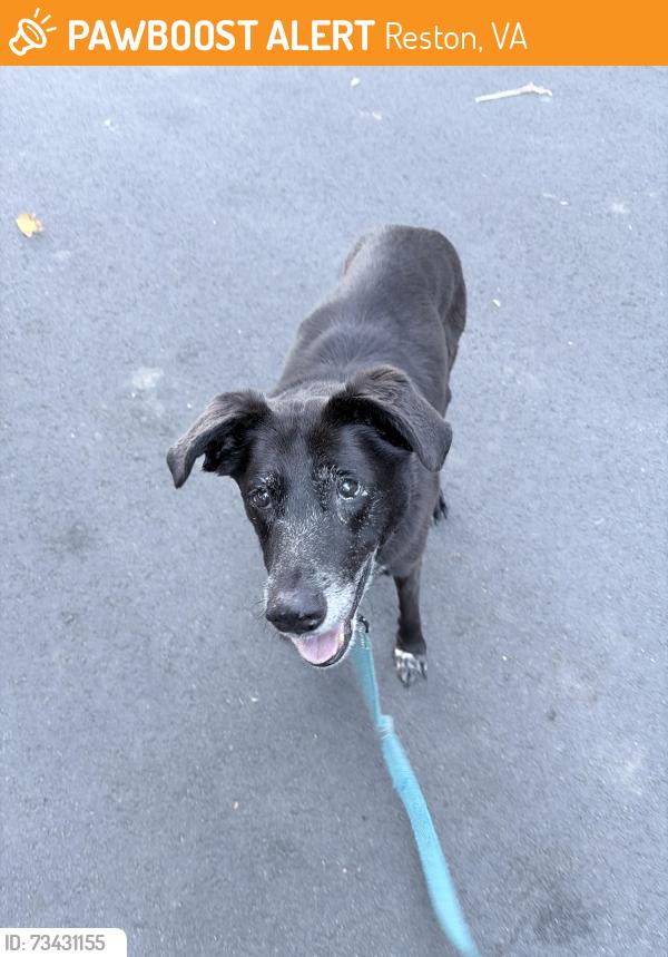 Found/Stray Male Dog last seen Around Lake Newport between Hemingway and Newport rd and, Reston, VA 20194