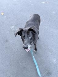 Found/Stray Male Dog last seen Around Lake Newport between Hemingway and Newport rd and, Reston, VA 20194