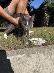 Found/Stray Female Cat last seen Carolina Point apmts sign across from TD bank center, Greenville, SC 29607