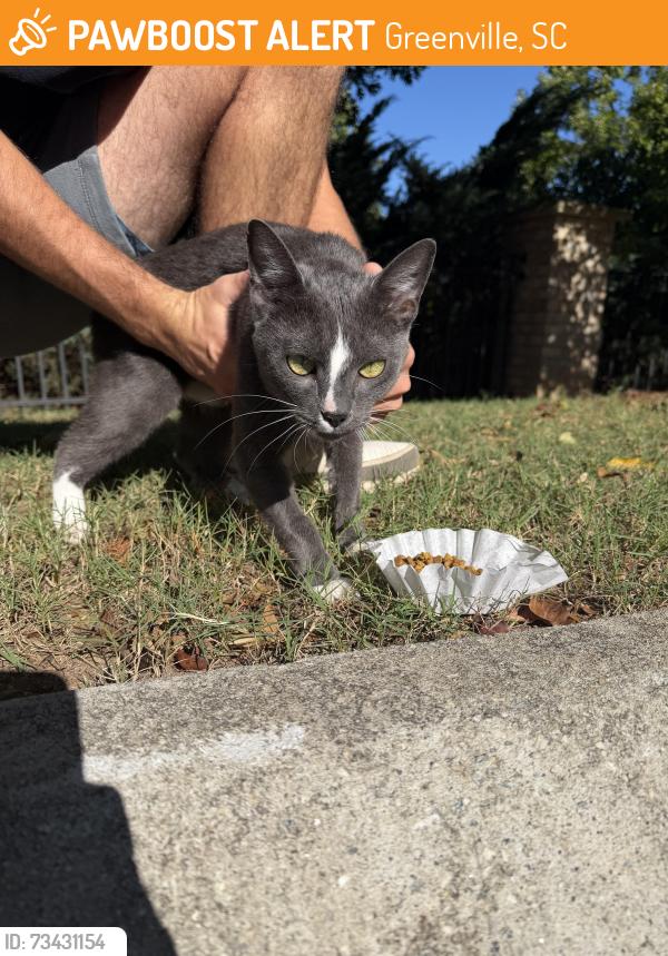 Found/Stray Female Cat last seen Carolina Point apmts sign across from TD bank center, Greenville, SC 29607