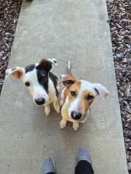 Found/Stray Unknown Dog last seen Lewisville-Vienna and Grainland, Near Lewisville Middle School, Lewisville, NC 27023