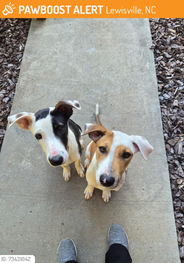 Found/Stray Unknown Dog last seen Lewisville-Vienna and Grainland, Near Lewisville Middle School, Lewisville, NC 27023
