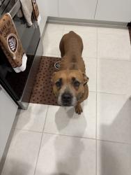 Found/Stray Female Dog last seen krispy kreme, Homestead, FL 33033