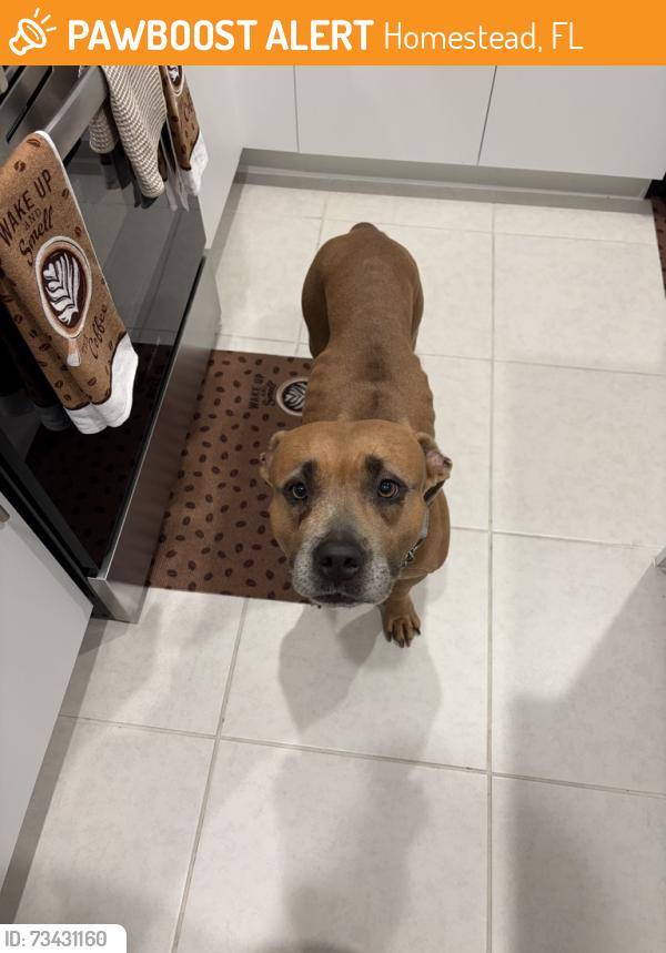 Found/Stray Female Dog last seen krispy kreme, Homestead, FL 33033