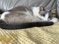 Reunited Male Cat last seen Holmes & Concannon, Livermore, CA 94550