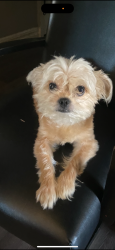 Lost Male Dog last seen Pelham parkway 2 line train, The Bronx, NY 10467