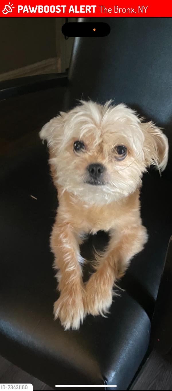 Lost Male Dog last seen Pelham parkway 2 line train, The Bronx, NY 10467