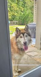 Reunited Male Dog last seen Birnham Woods Elementary, Montgomery County, TX 77386