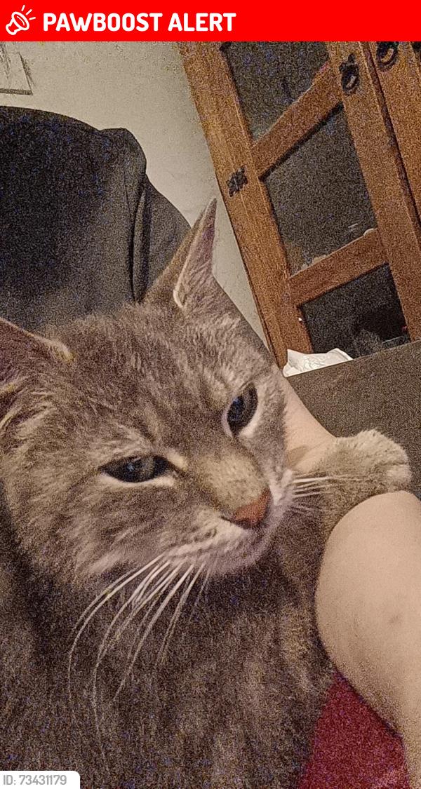 Lost Male Cat last seen Near Templemore Avenue, Belfast, Northern Ireland BT5 4NS