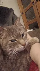 Lost Male Cat last seen Near Templemore Avenue, Belfast, Northern Ireland BT5 4NS