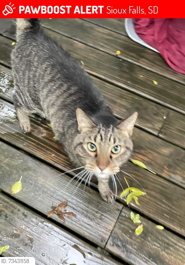 Lost Unknown Cat last seen W 42nd st, Sioux Falls, SD 57105