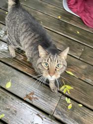 Lost Unknown Cat last seen W 42nd st, Sioux Falls, SD 57105