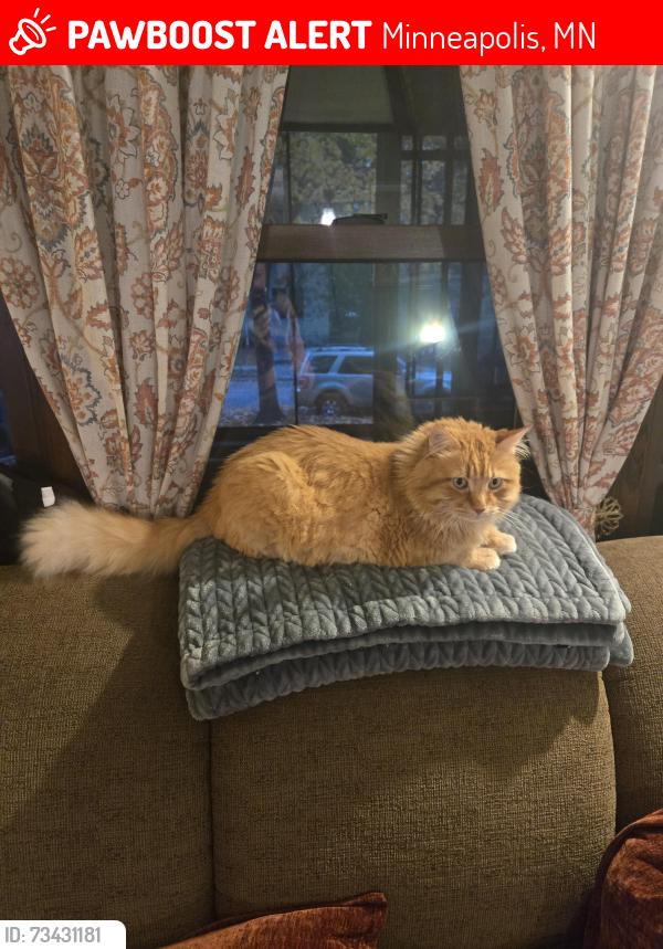 Lost Male Cat last seen 23rd Ave SE + Talmage St., Minneapolis, MN 55414