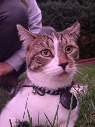 Reunited Unknown Cat last seen Near Church Road, Cinnaminson, NJ 08077