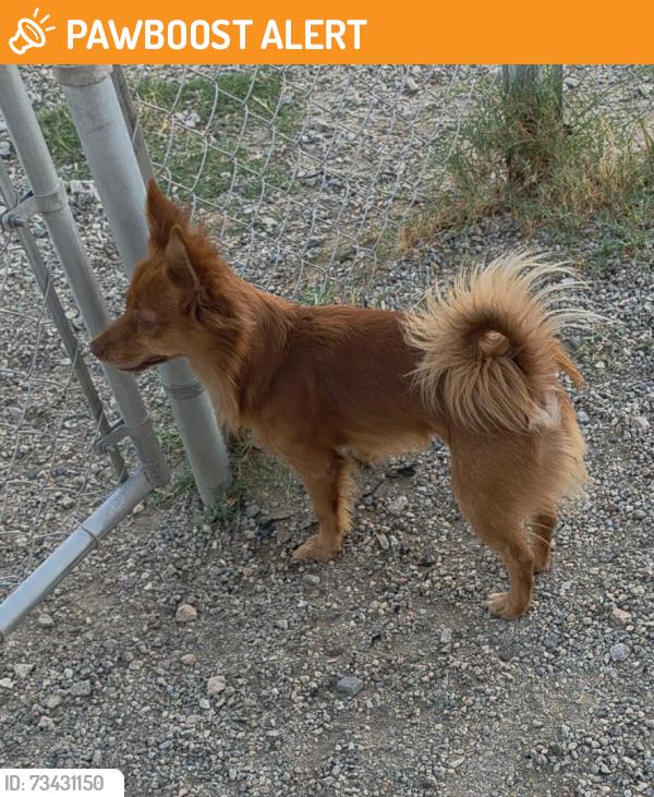 Found/Stray Male Dog last seen Tri Palm Dog Park, Thousand Palms, CA 92276