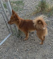 Found/Stray Male Dog last seen Tri Palm Dog Park, Thousand Palms, CA 92276
