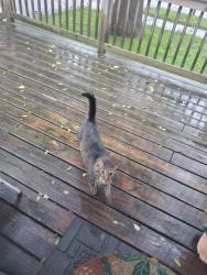 Found/Stray Unknown Cat last seen 41st & Minnesota, Sioux Falls, SD 57106