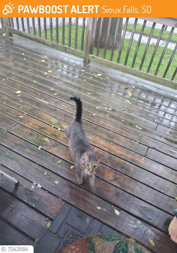 Found/Stray Unknown Cat last seen 41st & Minnesota, Sioux Falls, SD 57106