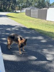 Found/Stray Unknown Dog last seen Marion oaks trail, Marion Oaks, FL 34473