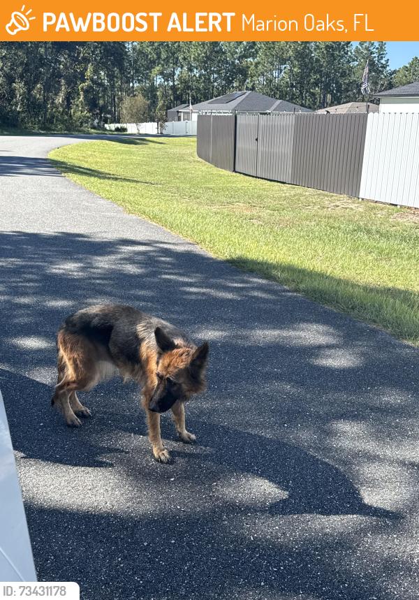 Found/Stray Unknown Dog last seen Marion oaks trail, Marion Oaks, FL 34473