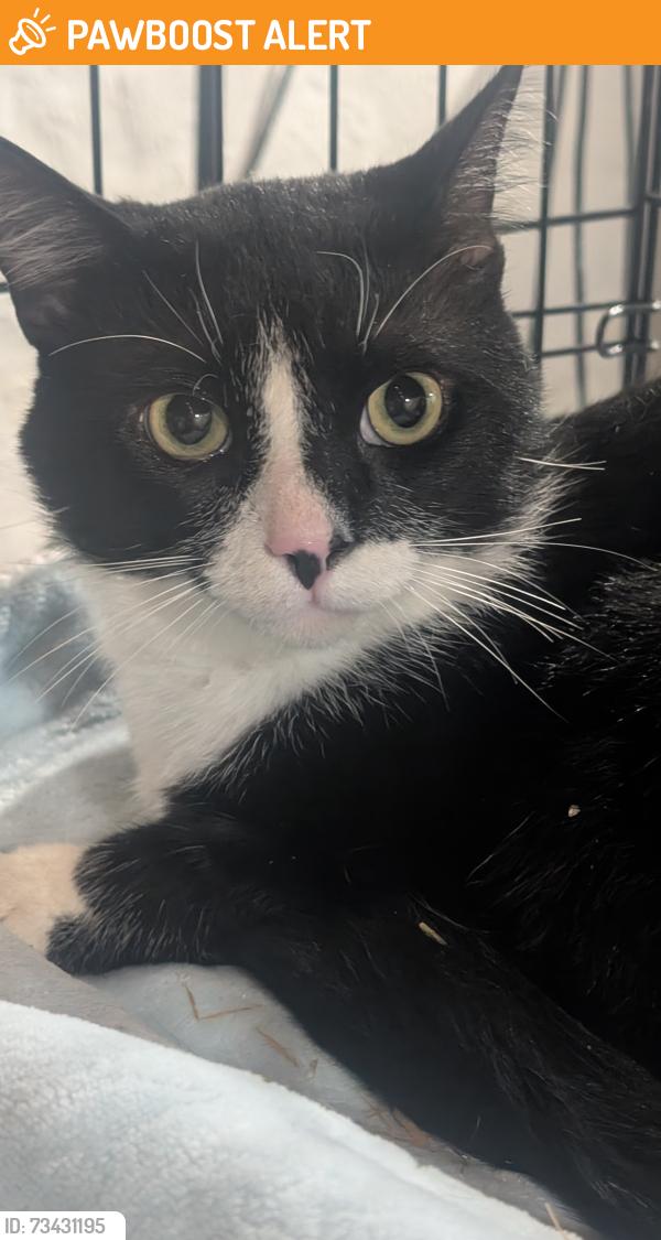 Found/Stray Unknown Cat last seen Beverly and State road, Upper Darby Township, PA 19082