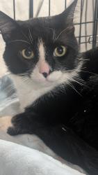 Found/Stray Unknown Cat last seen Beverly and State road, Upper Darby Township, PA 19082