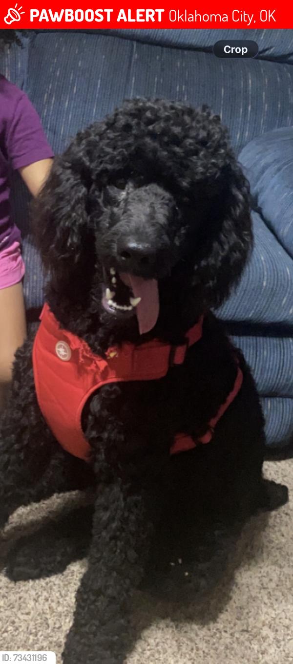 Lost Male Dog last seen Northwest expressway, Oklahoma City, OK 73132