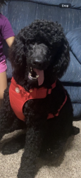 Lost Male Dog last seen Northwest expressway, Oklahoma City, OK 73132