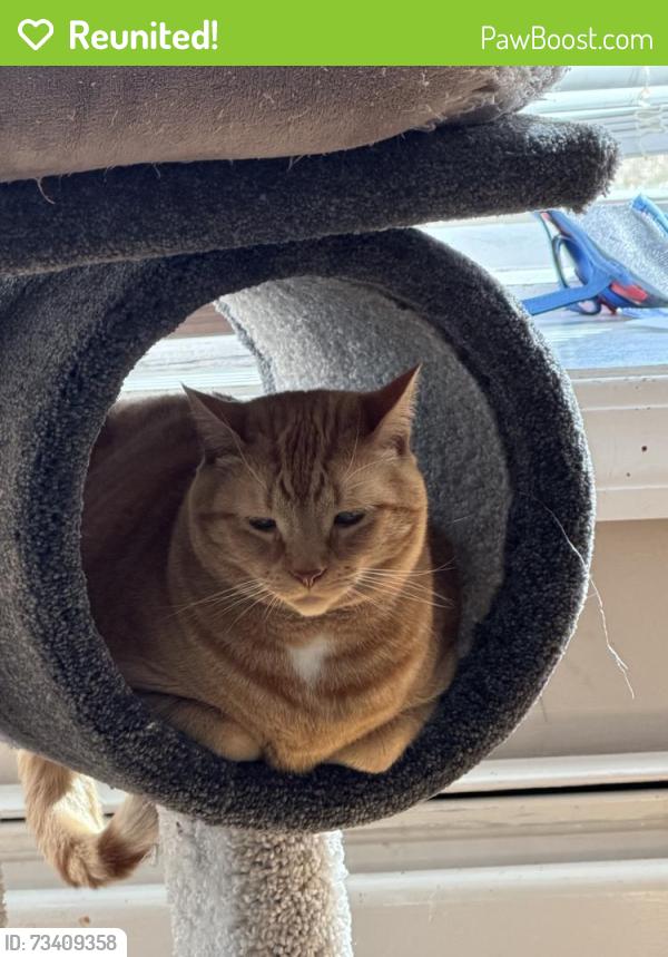Reunited Male Cat last seen Lynnfield street Peabody MA 01960, Peabody, MA 01960