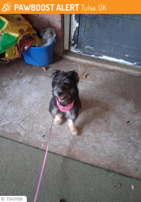 Found/Stray Female Dog last seen Near E Skelly Drive, Tulsa, Tulsa, OK 74135