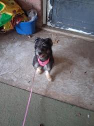 Found/Stray Female Dog last seen Near E Skelly Drive, Tulsa, Tulsa, OK 74135
