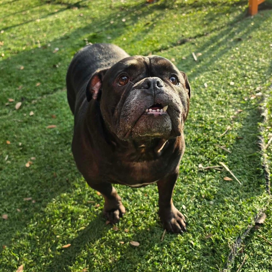 Shelter Stray Female Dog last seen , 8020 Washington St, Port Richey, FL 34668, USA