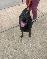 Reunited Male Dog last seen Main st, Kings Park, NY 11754