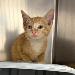 Shelter Stray Male Cat last seen , 328 Furman Hall Rd, Greenville, SC 29609, USA