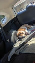 Reunited Female Dog last seen Arbor View Way and Buford Highway, Sugar Hill, GA 30518