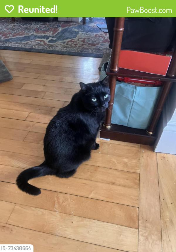 Reunited Male Cat last seen Capuano Early Childhood Center, Somerville, MA 02145