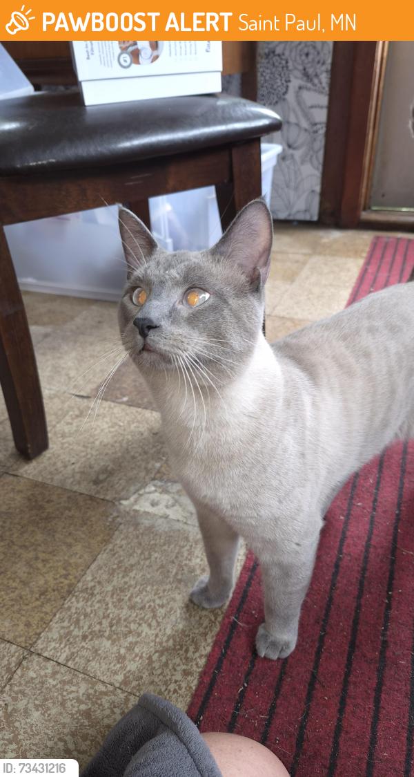Found/Stray Male Cat last seen Blackstack Brewing, Saint Paul, MN 55104
