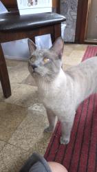 Found/Stray Male Cat last seen Blackstack Brewing, Saint Paul, MN 55104
