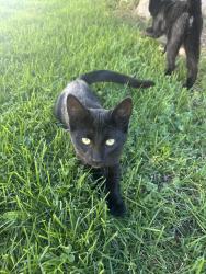 Reunited Female Cat last seen Near E View Drive, South Weber, UT 84405
