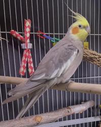 Found/Stray Unknown Bird last seen 5th st., between Newhope & Harbor, Santa Ana, CA 92703